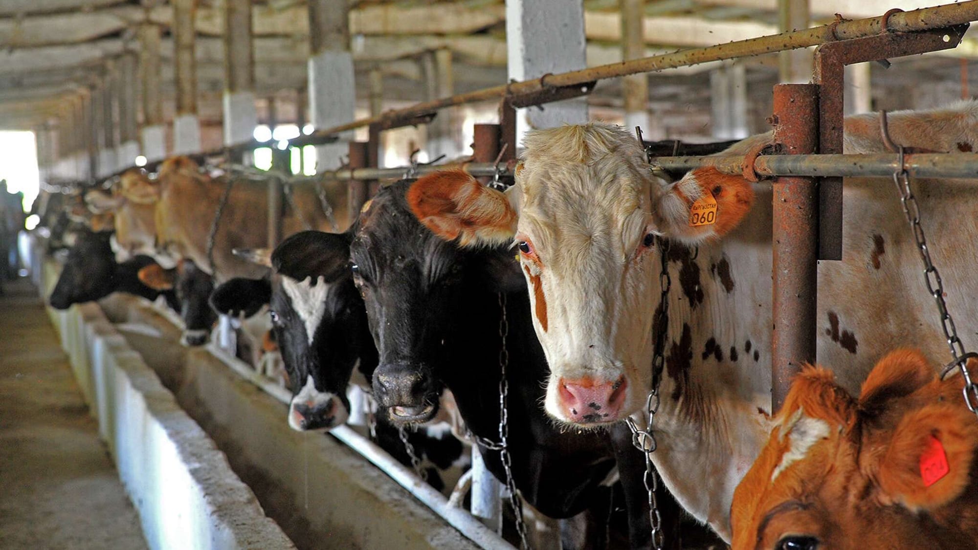 С начала года кыргызстанцы экспортировали более 80 тысяч голов скота